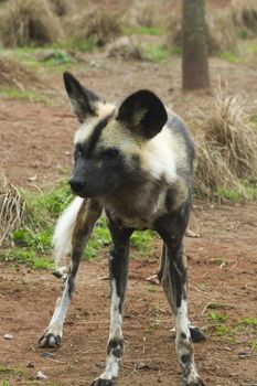 African painted wild dog (Lycaon pictus) closeup