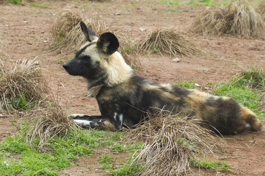 African painted wild dog (Lycaon pictus) closeup