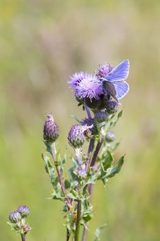 The Common Blue (Polyommatus icarus) is a small butterfly in the family Lycaenidae.