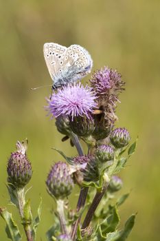 The Common Blue (Polyommatus icarus) is a small butterfly in the family Lycaenidae.