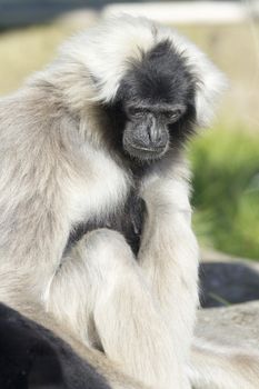 Closeup of this black and white Gibbon