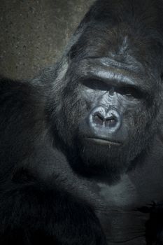 A big silverback  gorilla close-up with a concrete background