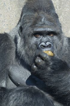 A big silverback  gorilla eating his own excrement