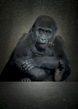 A baby female gorilla sitting on concrete low key