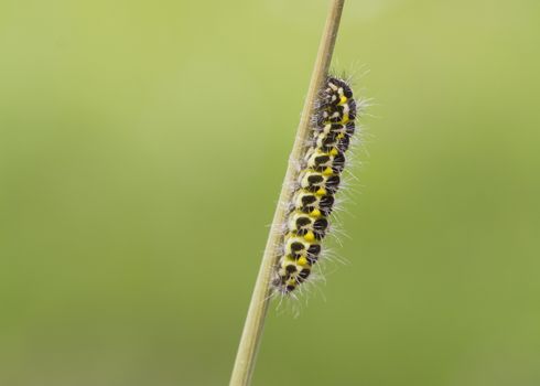 5-spot Burnet Caterpillar on a reed stem