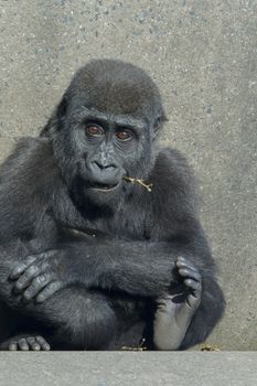 A baby female gorilla sitting on concrete