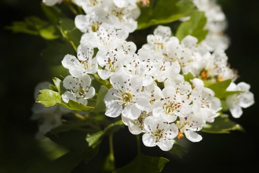 Hawthorn flowers closeup with a dark background