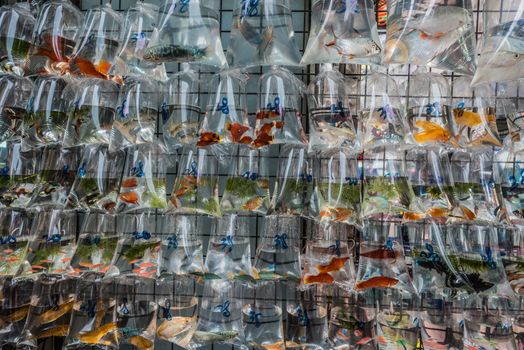 goldfish market mong kok kowloon in hong kong