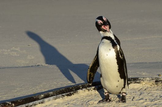 Walking  African penguin (spheniscus demersus) at the Beach. South Africa