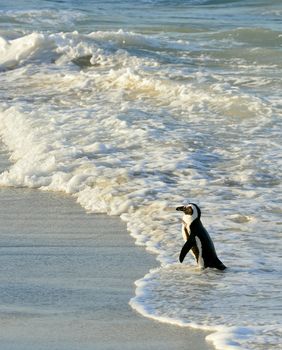 Walking  African penguin (spheniscus demersus) at the Beach. South Africa