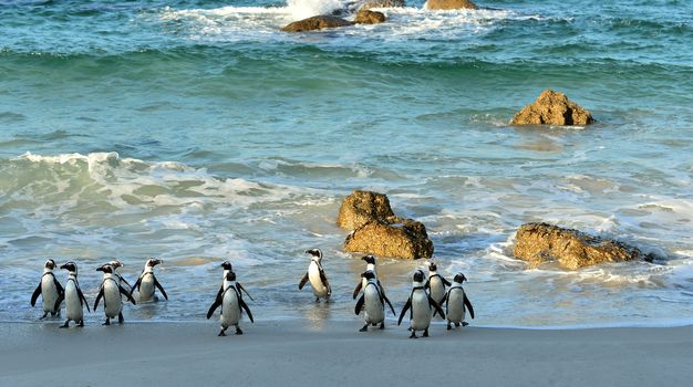 Walking  African penguins (spheniscus demersus) at the Beach. South Africa