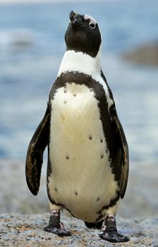 Walking  African penguin (spheniscus demersus) at the Boulders. South Africa