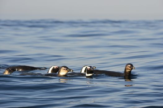 Swimming African penguin (spheniscus demersus) at the ocean. South Africa