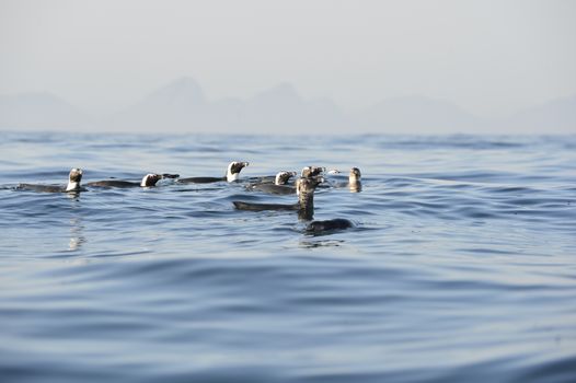 Swimming African penguin (spheniscus demersus) at the ocean. South Africa