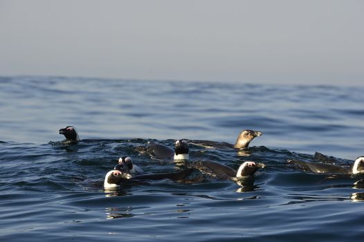 Swimming  African penguin (spheniscus demersus) at the ocean. South Africa