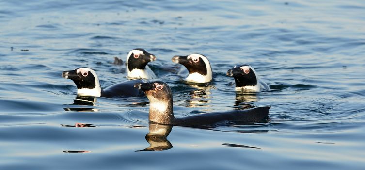 Swimming  African penguin (spheniscus demersus) at the ocean. South Africa