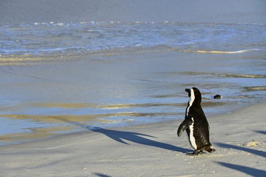 Walking  African penguin (spheniscus demersus) at the Beach. South Africa