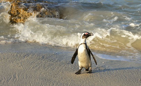 Walking  African penguin (spheniscus demersus) at the Beach. South Africa