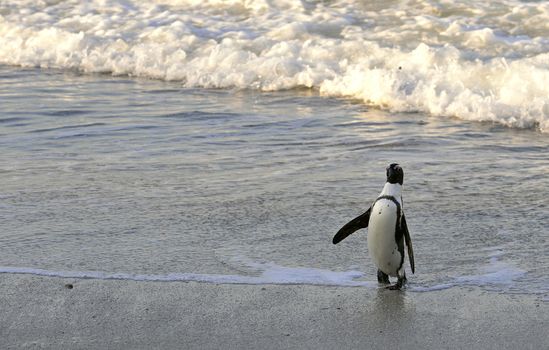 Walking  African penguin (spheniscus demersus) at the Beach. South Africa