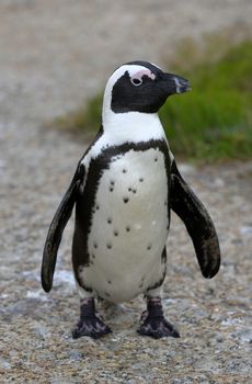 Walking  African penguin (spheniscus demersus) at the Boulders. South Africa