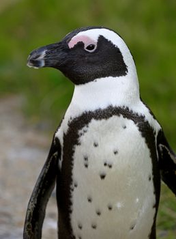 Walking  African penguin (spheniscus demersus) at the Boulders. South Africa