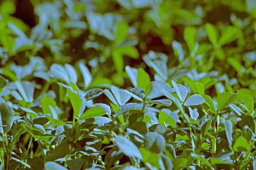 Plants of Fenugreek Foenum-graecum in a field