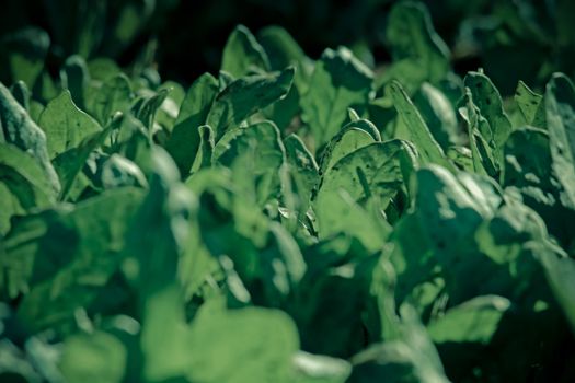 Fresh young spinach in a field