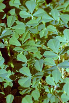 Plants of Fenugreek Foenum-graecum in a field