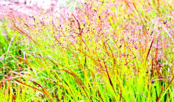 Colorful flowers field