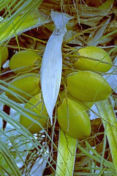 Cluster of orange coconuts growing on a coconut palm tree
