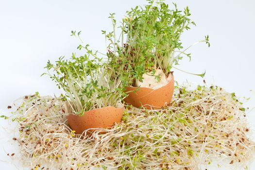 Fresh Alfalfa Sprouts and Spring Easter Egg