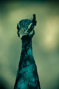 Pheasants and Partridges (Phasianidae)
Indian Peafowl (Pavo cristatus)