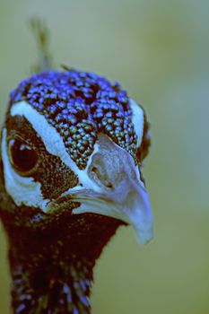 Pheasants and Partridges (Phasianidae)
Indian Peafowl (Pavo cristatus)