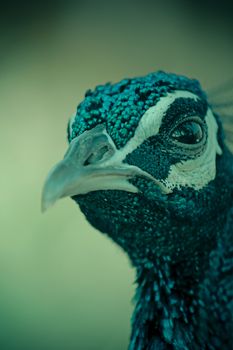 Pheasants and Partridges (Phasianidae)
Indian Peafowl (Pavo cristatus)