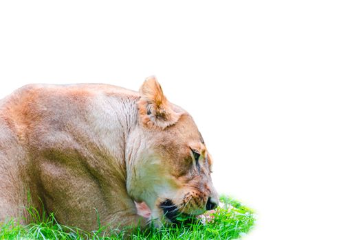 Female lion lying in the grass in front of white ground when feeding.