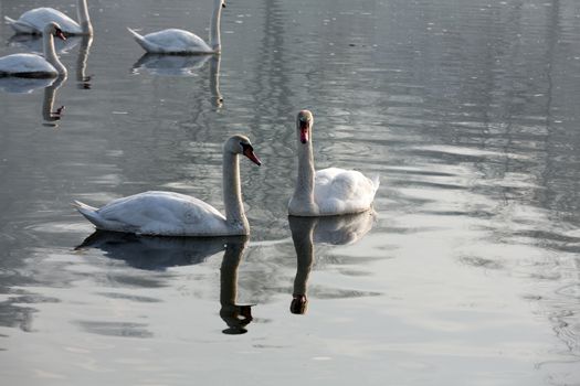 Beautiful white swans floating on the water