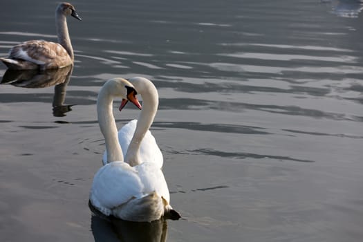 Beautiful white swans floating on the water