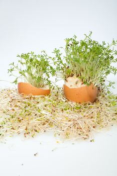 Fresh Alfalfa Sprouts and Spring Easter Egg