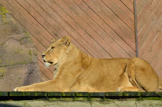 Large lion in sphinx pose