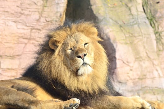 Male lion lying down