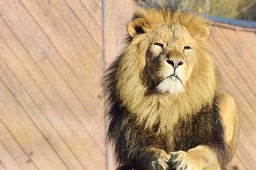 Proud lion lying down