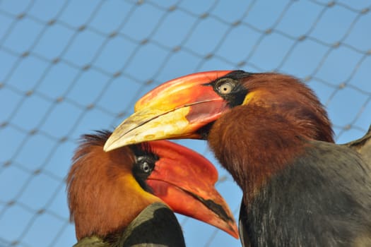 Bright beaked hornbills