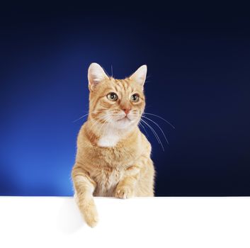 GInger cat on a white board