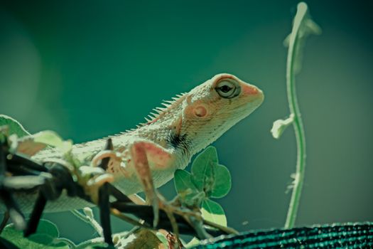 Indian Garden Lizard (Calotes versicolor)