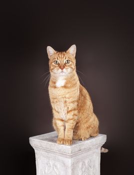 Ginger cat sitting on a column.