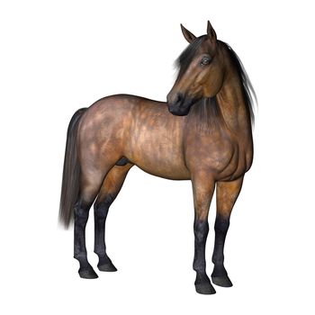 3D digital render of a horse isolated on white background