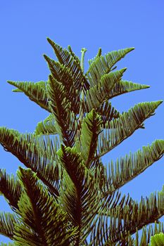 Norfolk Island pine, branch detail