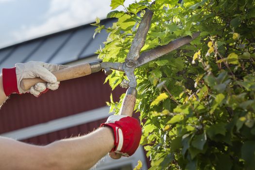 Gloved hands trimming a bush with worn scissors