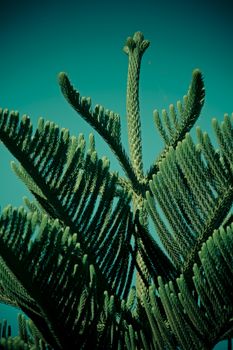 Norfolk Island pine, branch detail