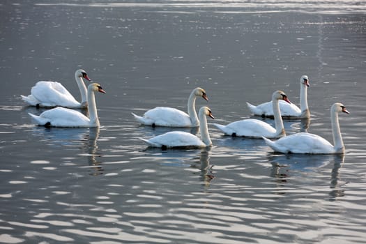 Beautiful white swans floating on the water